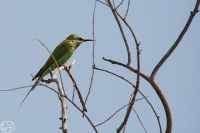 Blauwangenspint