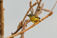 Gelbstirnbartvogel