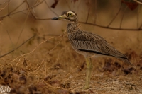 Senegaltriel