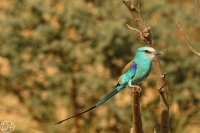 Senegalracke