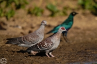 Guineataube