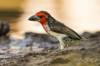 Blutbrustbartvogel