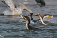 Kormoran