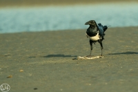 Pied Crow