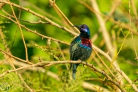 Splendid Sunbird