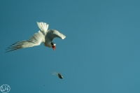 Caspian Tern