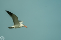 Caspian Tern