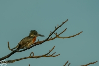 Giant Kingfisher