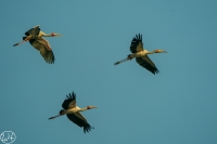 Yellow billed Stork