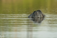 Black Heron