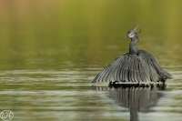 Black Heron
