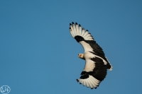Palm-nut Vulture