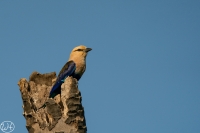 Blue-bellied Roller