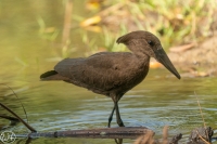 Hamerkop