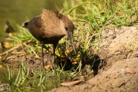 Hamerkop