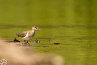 Common Sandpiper