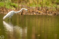 Great Egret