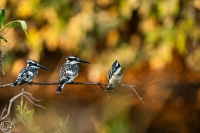 Pied Kingfisher