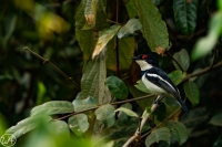 Common Wattle- eye