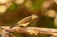 Greater Honyguide