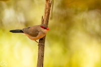 Black-rumped Waxbill