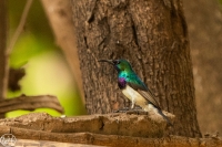 Variable Sunbird