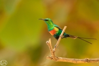 Beautiful Sunbird