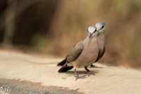 Black-billed Wood Dove