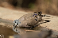 Black-billed Wood Dove