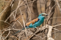 Senegalracke