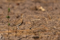 Temmincks Rennvogel
