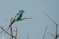 Senegalracke