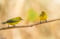 Senegalbrillenvogel