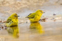 Senegalbrillenvogel