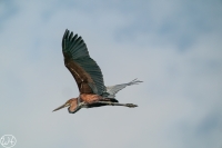 Goliath Reiher