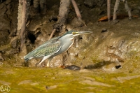 Mangrovenreiher
