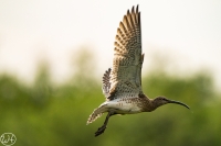 Regenbrachvogel
