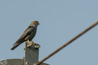 Graufalke