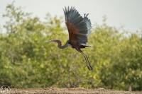 Goliath Reiher