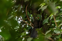 Guinea Turako