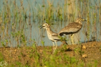Senegal Triel