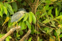 Mangrovenreiher