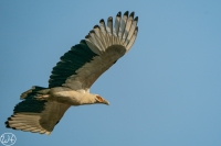 Palmgeier
