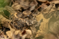 Fahnennachtschwalbe