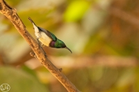 Ziernektarvogel