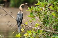 Afrika- Schlangenhalsvogel