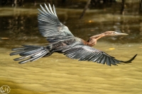 Afrika- Schlangenhalsvogel