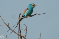 Senegalracke