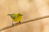 Senegalbrillenvogel
