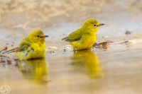 Senegalbrillenvogel